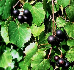 Muscadine Grapes (Good For Wine & Jelly) in Northeast Florida