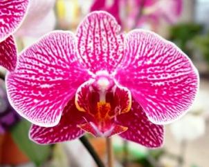 Are orchids poisonous?