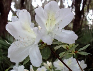 White Azaleas, Amelia Island, Florida