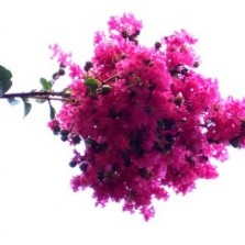 Closeup of Pink Crepe Myrtle. (Photo by W.B. Lawson)