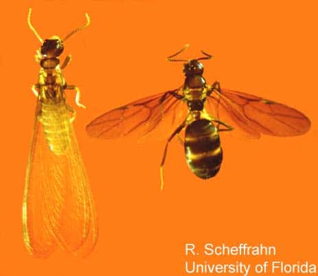 Winged Termite Vs. Winged Ant, University of Florida photo