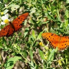 Orange Butterflies Egans Greenway, Amelia Island, Florida