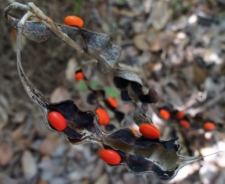 Sign of Autumn: Coral Bean Pods With Brightly Colored Seeds, Amelia Island, Florida