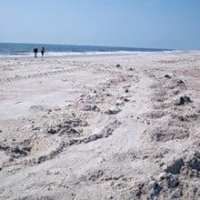 Sea Turtle Tracks on Beach in Fort Clinch State Park