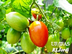 Tips on Growing Tomatoes in Northeast Florida