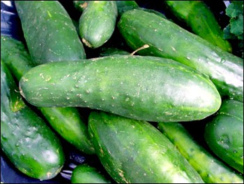 Are Your Cucumbers Bitter?