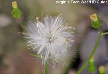 Fireweed or American Burnweed