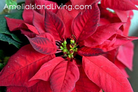 Poinsettia, A Symbol of the Holiday Season