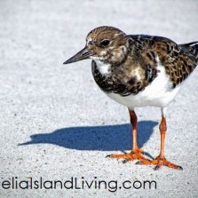 Amelia Island birds, birdwatching, Wild Amelia Nature Festival