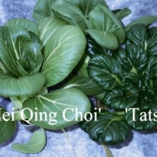 Chinese Cabbage, Cool Season Vegetable, Florida Gardening