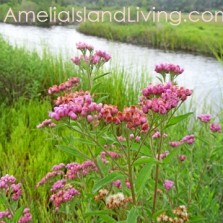 Photo Florida wildflower, camphorweed, along Egans Creek, Amelia Island