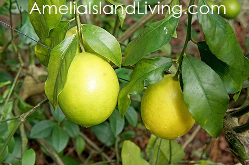 Growing Backyard Citrus: Photo, Lemon Tree, Amelia Island, Florida