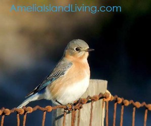 Female Eastern Bluebird, Amelia Island, Florida