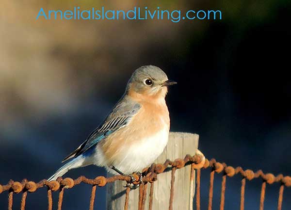 Female Eastern Bluebird, Amelia Island, Florida