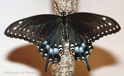 Black Swallowtail Butterfly (Photo University of Florida)