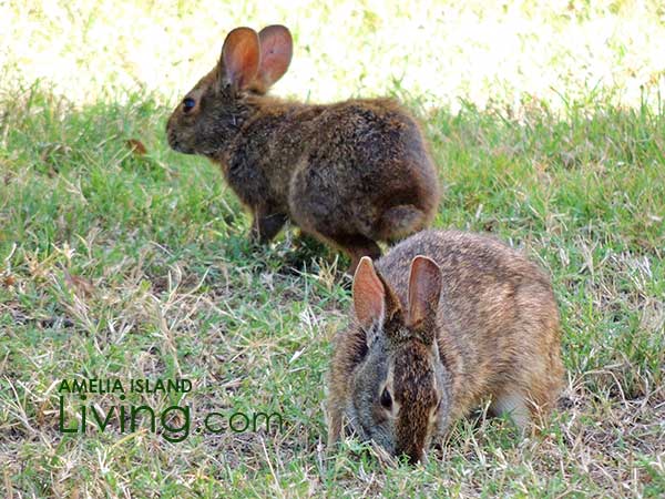 Marsh Rabbits, Amelia Island, Florida