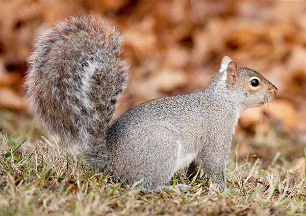 Eastern Squirrel (Photo PSU)