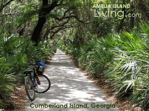 Biking Grand Avenue Through Maritime Forest, Cumberland Island