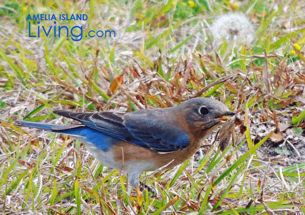 Bluebird Enjoys Breakfast Bug at Fernandina's Main Beach Lawn (Feb. 2016)