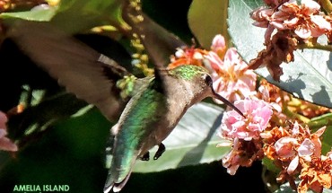 Springtime Hummingbird, Amelia Island, Florida