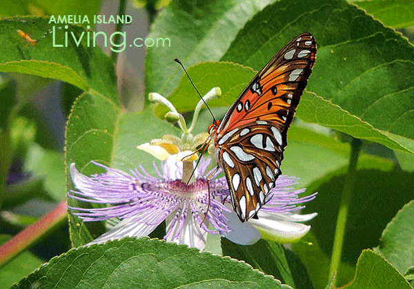 Gulf Fritillary Butterfly on Wild Passionflower, Egans Greenway, Fernandina