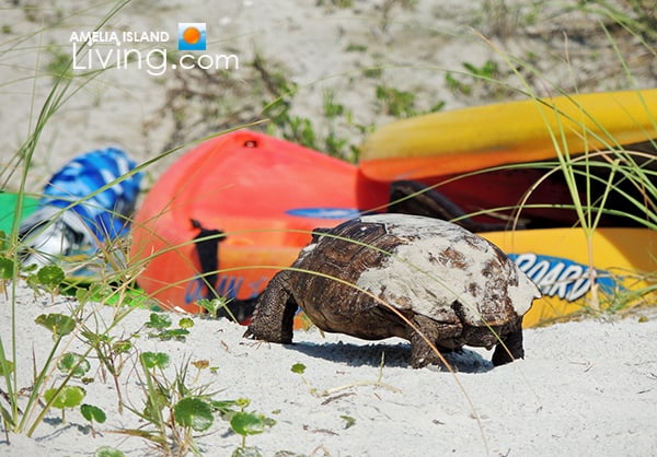 Gopher Tortoise Blocked By Beach Gear Left Along Dunes, Amelia Island
