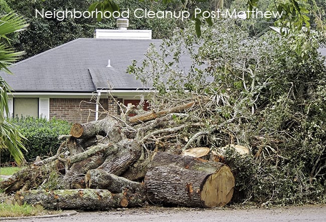 Huge Oak Tree Downed By Matthew