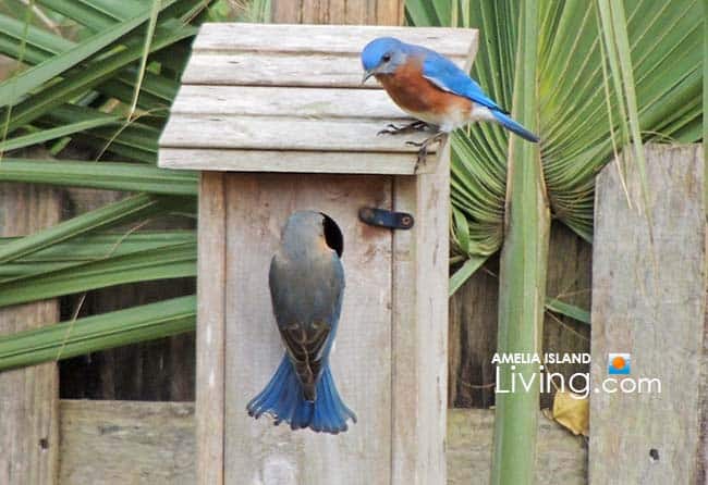 Bluebirds House Hunting Amelia Island Florida