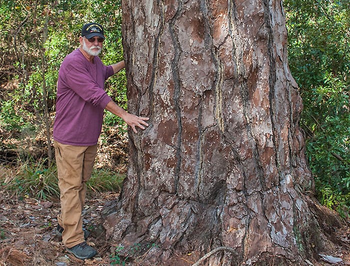 Florida State Champion Pine Tree (Loblolly), Amelia Island. Photo Credit: Elizabeth Wilkes, UF/IFAS Nassau Extension