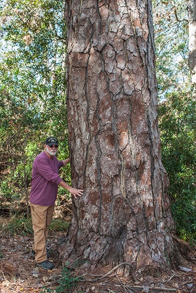 Florida's State Champion Pine Tree on Amelia Island. Photo credit Elizabeth Wilkes, UF/IFAS Nassau Extension