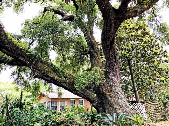 Treasured Trees: A Magnificent Oak Tree, Downtown Fernandina Beach image