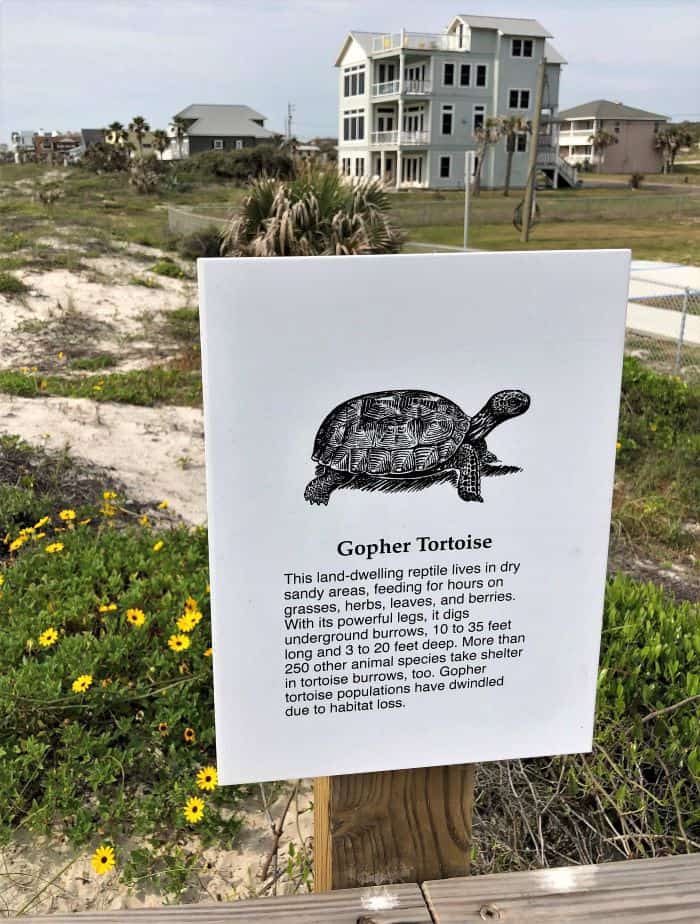 Gopher Tortoise Habitat Amelia Island American Beach