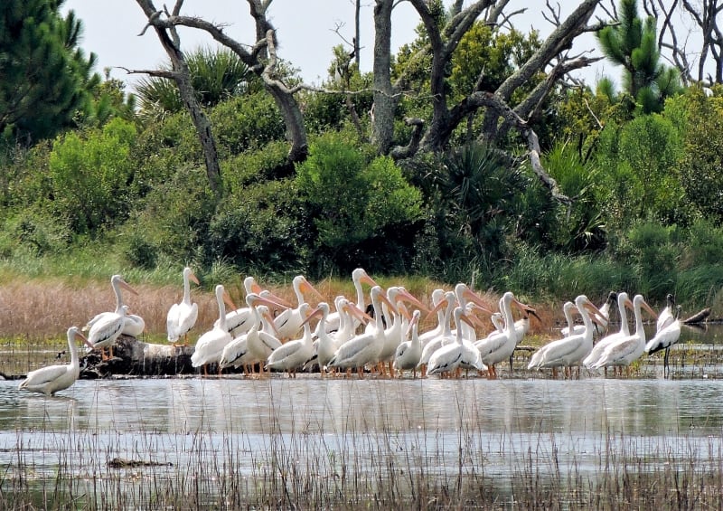 White Pelicans Spoonbill Pond Big Talbot Island Florida