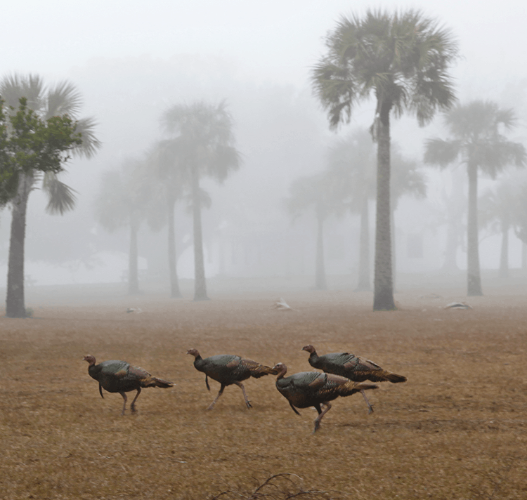 Wild Turkeys In Barrier Island Sea Fog