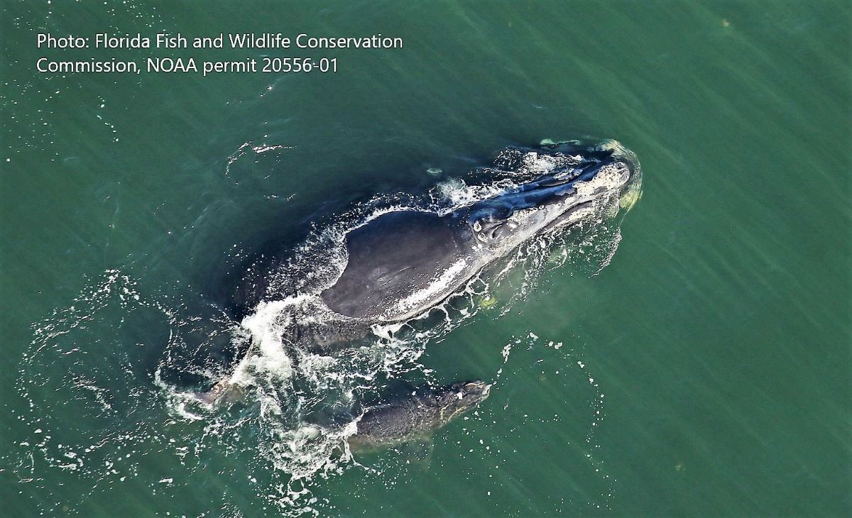 Injured North Atlantic Right Whale Newborn January 2020