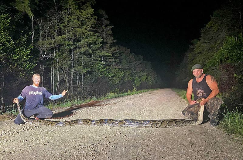 Record breaking 18 foot, 9 inch python caught in Florida, photo credit South Florida Water Management District.