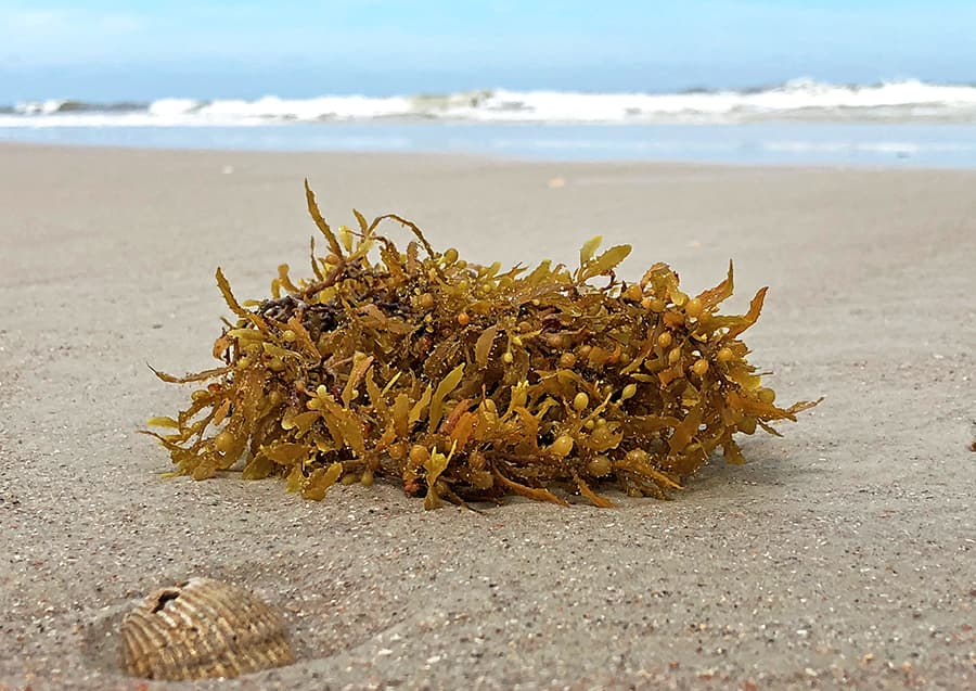 Sargassum seaweed on beach, Amelia Island Living photo, Fernandina Beach, Florida.