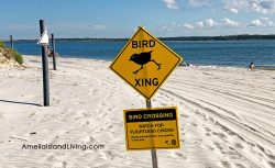 "Watch For Flightless Chicks," Bird Crossing Sign at Amelia Island State Park, Florida. Shorebird nesting season.