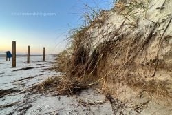 Amelia Island dune erosion from Hurricane Ian at Nassau County, Florida's American Beach (photo Oct. 1, 2022 by AmeliaIslandLiving.com).