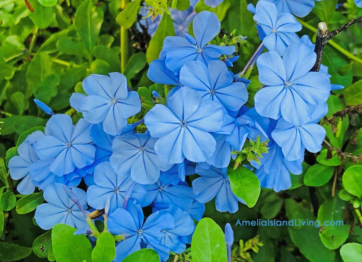 Plumbago's pretty blue blooms, a Florida-Friendly perennial.