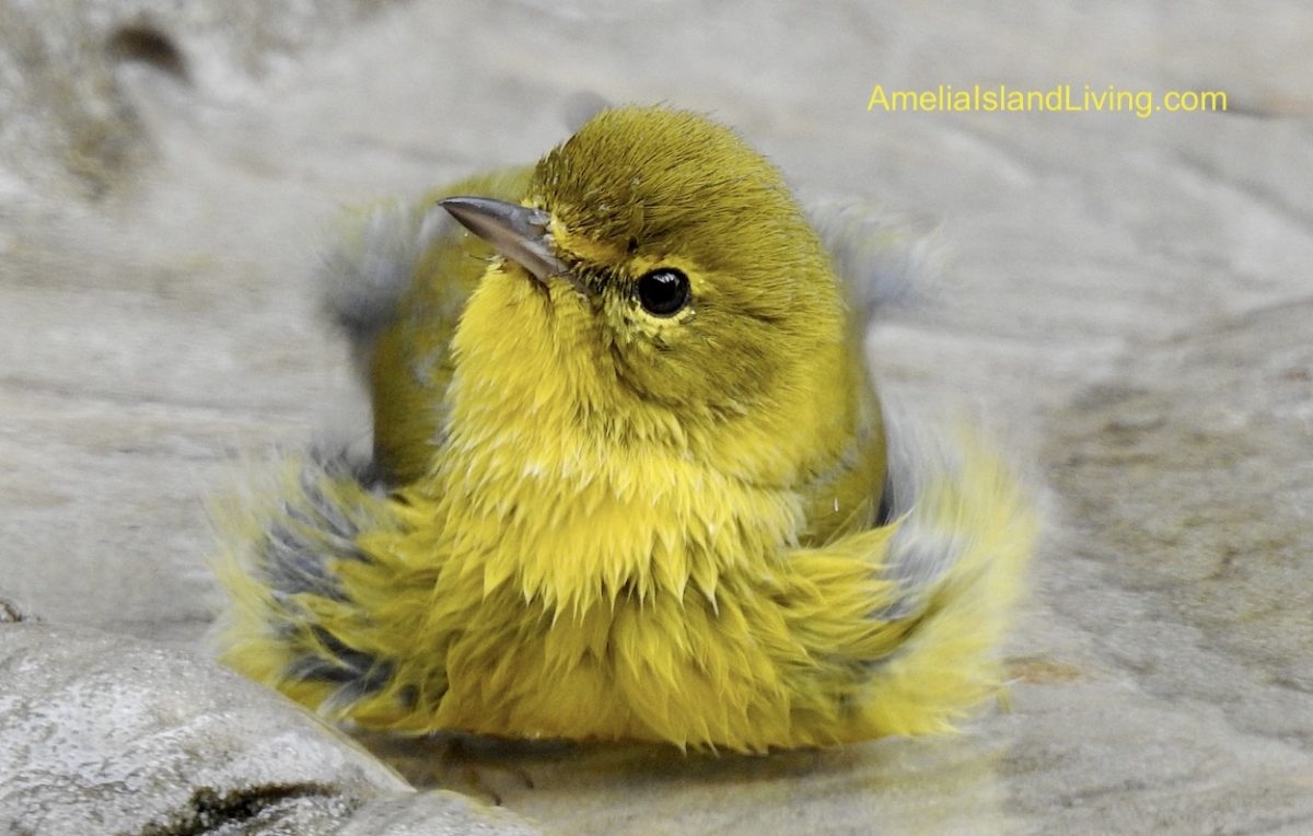 Warbler plumage yellow, olive, birdbath. Amelia Island, FL.